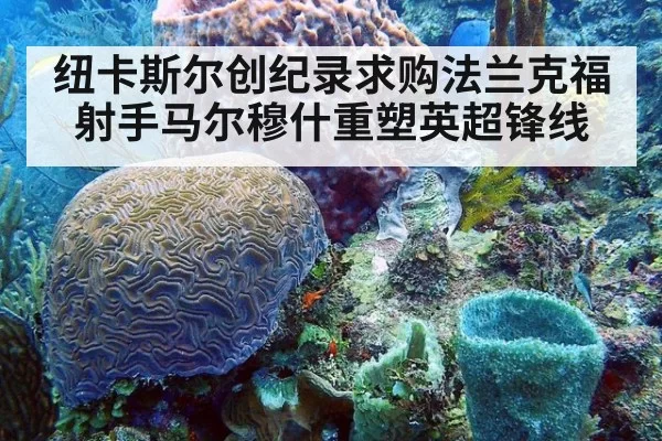 纽卡斯尔创纪录求购法兰克福射手马尔穆什重塑英超锋线